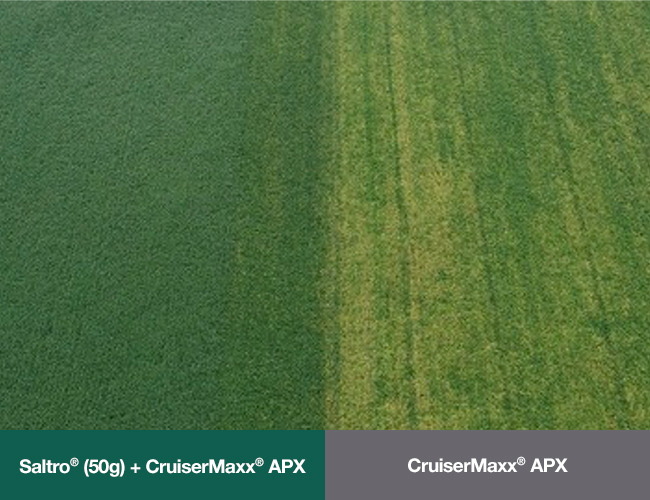 Drone photo of a soybean field comparing Saltro seed treatment plus CruiserMaxx APX seed treatment on the left with CruiserMaxx APX alone on the right, showing fewer visible Sudden Death Syndrome symptoms in the Saltro-treated soybeans.